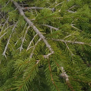 Хвойные опилки оптом в Перми купить - оперативная доставка по всей России