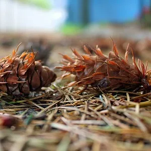 Хвойные опилки оптом в Перми от завода-производителя Лигнум Ресурс