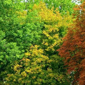 Лиственные опилки оптом в Перми купить - оперативная доставка по всей России