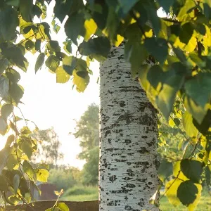 Опилки березовые оптом в Перми купить - оперативная доставка по всей России