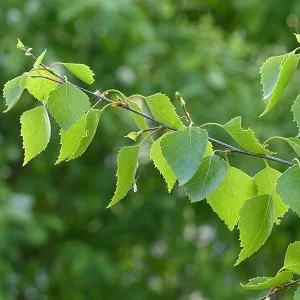 Опилки березовые оптом в Перми от завода-производителя Лигнум Ресурс