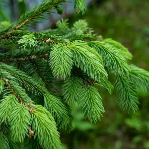 Еловые опилки оптом в Перми от завода-производителя Лигнум Ресурс