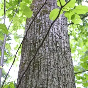 Опилки липовые оптом в Перми купить - оперативная доставка по всей России