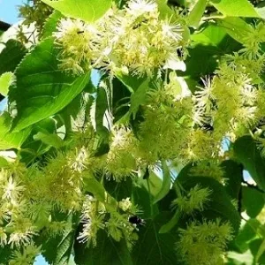 Опилки липовые оптом в Перми от завода-производителя Лигнум Ресурс