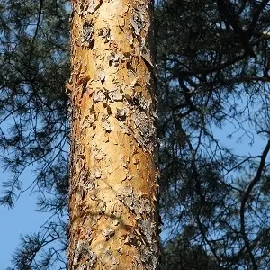 Сосновые опилки оптом в Перми купить - оперативная доставка по всей России