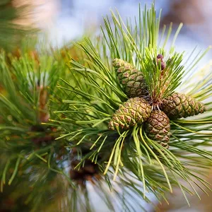 Сосновые опилки оптом в Перми от завода-производителя Лигнум Ресурс