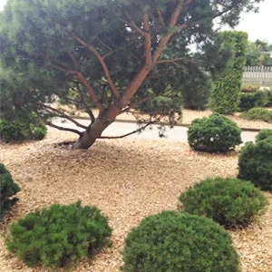 Хвойная щепа оптом в Перми купить - оперативная доставка по всей России